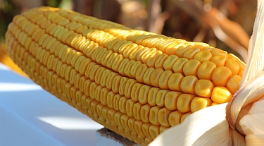 AGROFORA 2017 - polní dny kukuřice