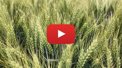 Hitparáda TOP odrůd ozimých pšenic – Nalaďte se na správnou frekvenci
