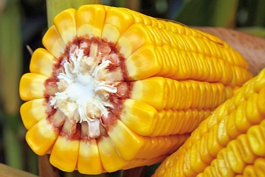 AGROFORA 2016 - polní dny kukuřice MAÏSADOUR