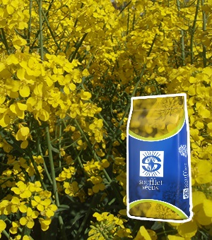 Výběr vhodné odrůdy řepky ozimé SOUFFLET SEEDS do suchých i vláhově příznivějších podmínek