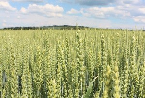 S osivy od SOUFFLET AGRO je úroda vždy větší