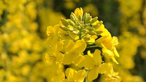 Prodejem osiva to u SOUFFLET AGRO nekončí, ale začíná