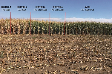 Hybridy Soufflet Seeds opět nezklamaly