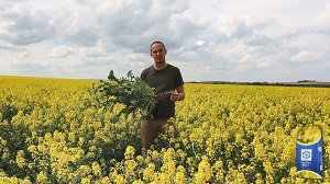 Zkušenosti s hybridem řepky Estelia s Vojtěchem Molnárem